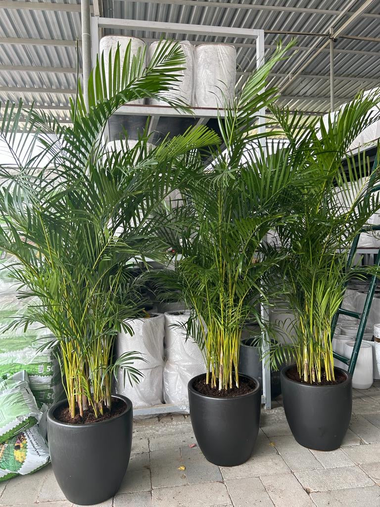 Areca 2meter