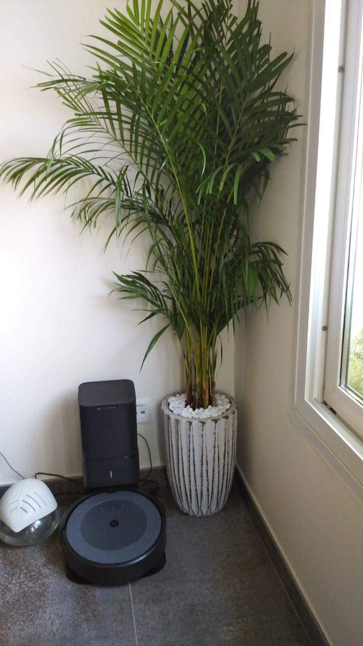 Office Plant Areca Medium PROMO