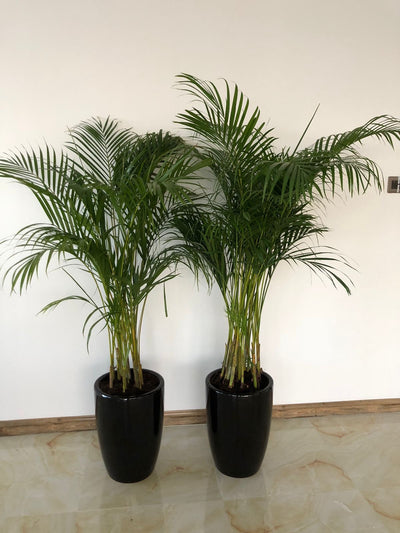Office Plants Areca Medium (2pc) Bundle