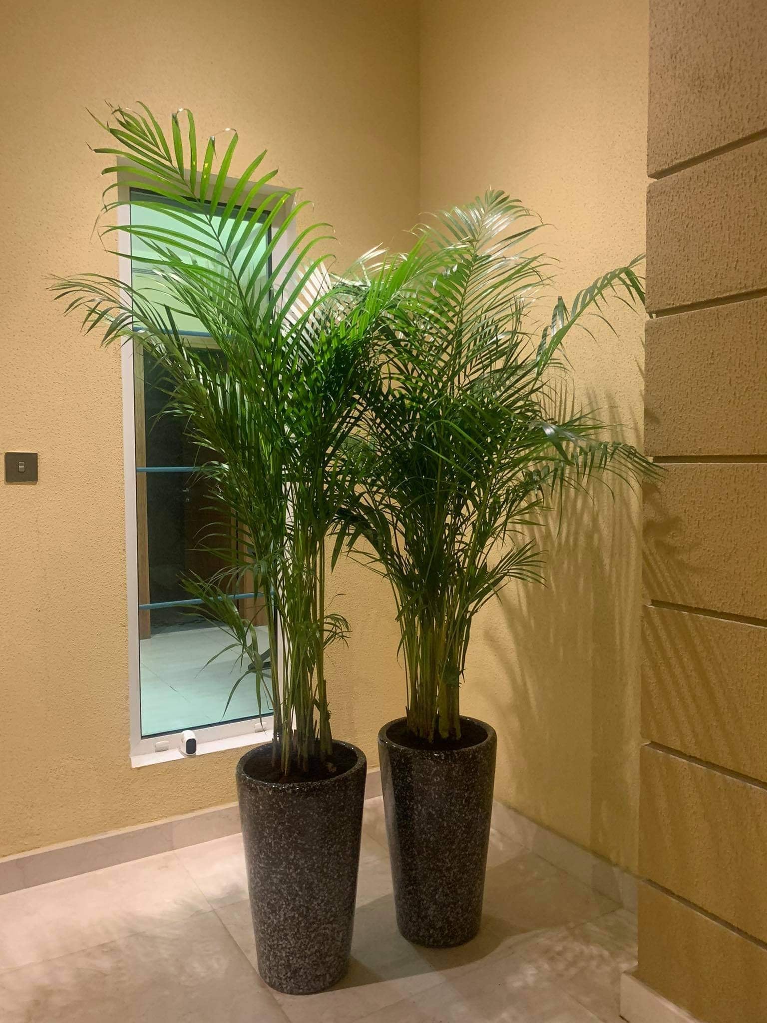 Office Plants Areca Medium (2pc) Bundle