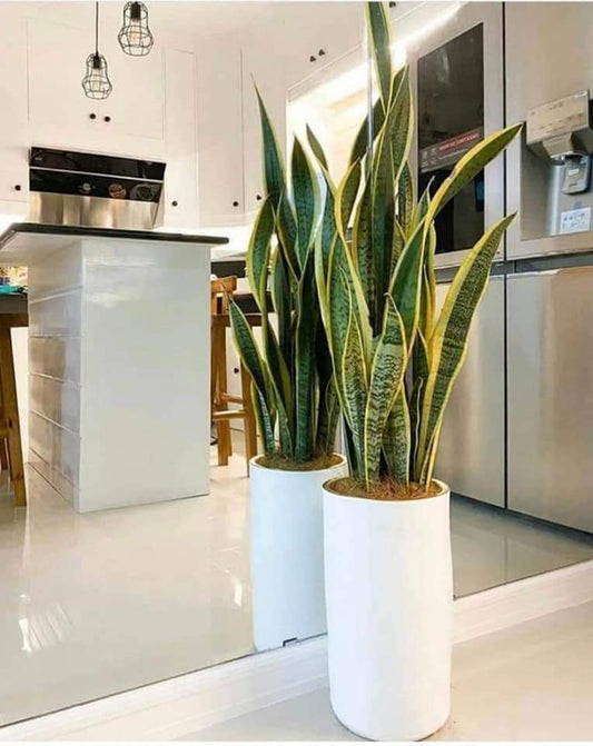 Snakeplant in Long Pot