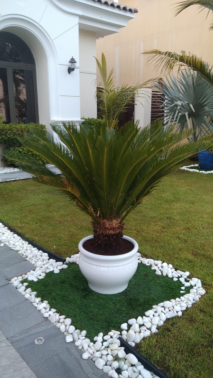 Office Plant Sago Palm In Ceramic