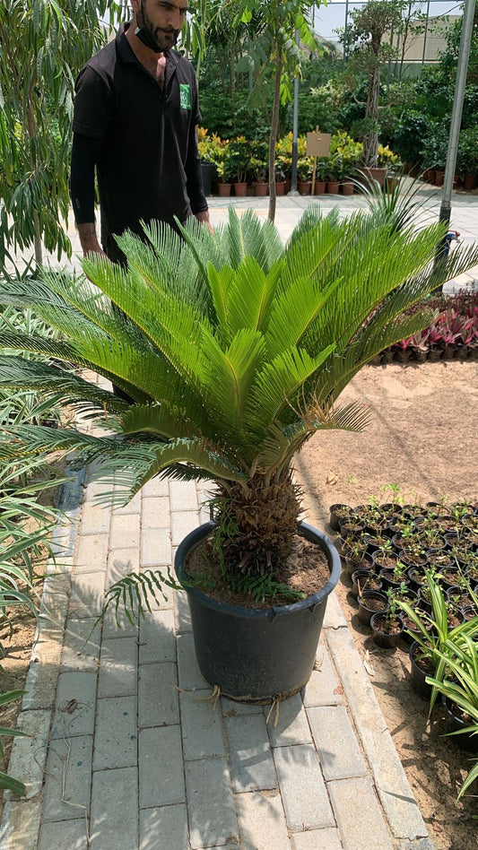 Sago Palm Large in Nursery Pot