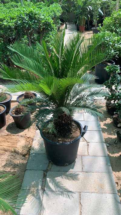 Sago Palm Large in Nursery Pot