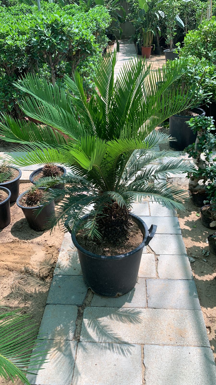 Sago Palm Large in Nursery Pot