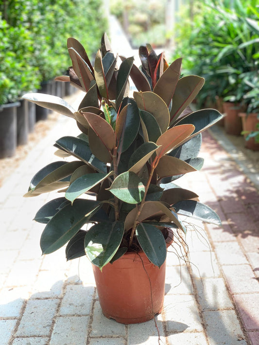 Rubber Plant Medium 3 to 4pp in Nursery Port