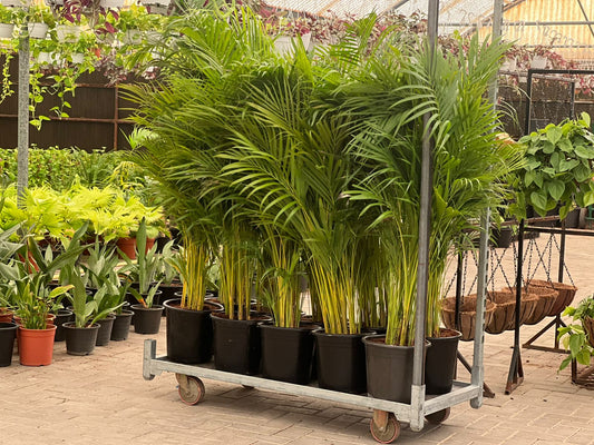 Areca 2pc Bundle Mega Sale