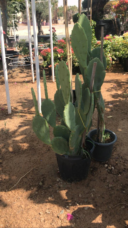 AA Cactus in White Ceramic