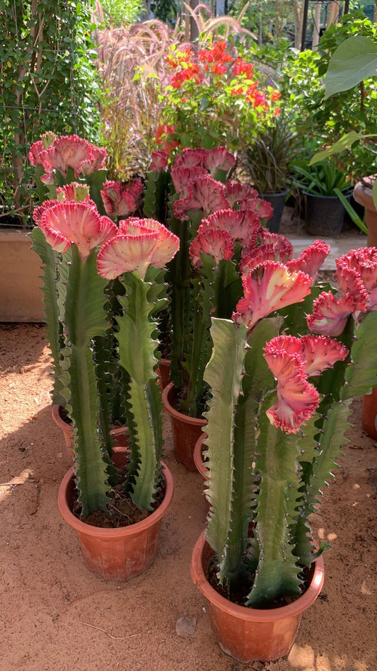 Flowering Cactus in Nursery Pot