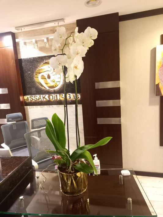 Orchid Natural Table Plant PROMO