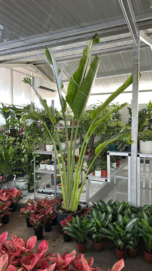 Big Travellers Palm 3m in Nursery Pot