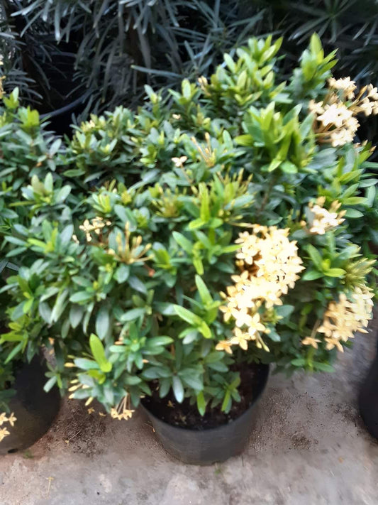 Ixora in Nursery Pot