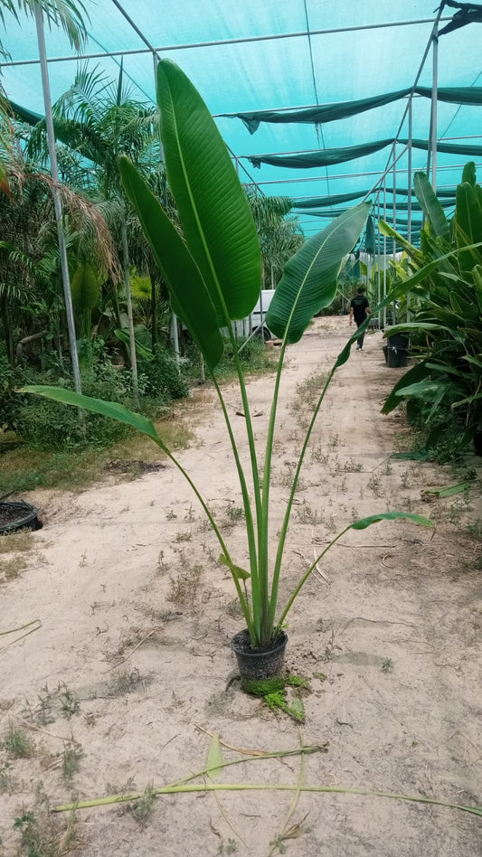Travellers Palm in Nursery Pot