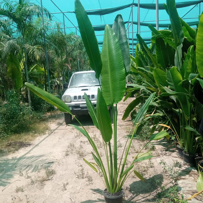 Giant travellers Palm WOW 2m