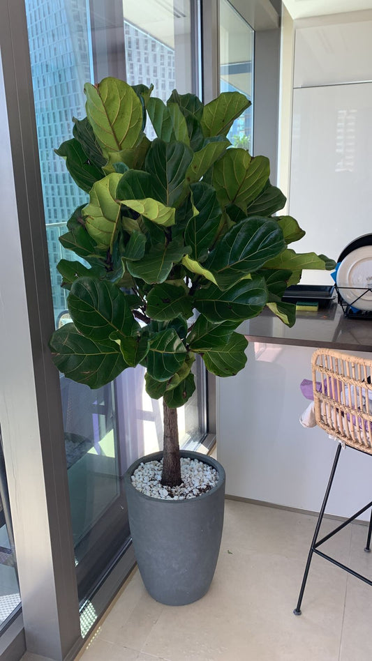 Office Plant Fiddle XXL (Hotel Quality)