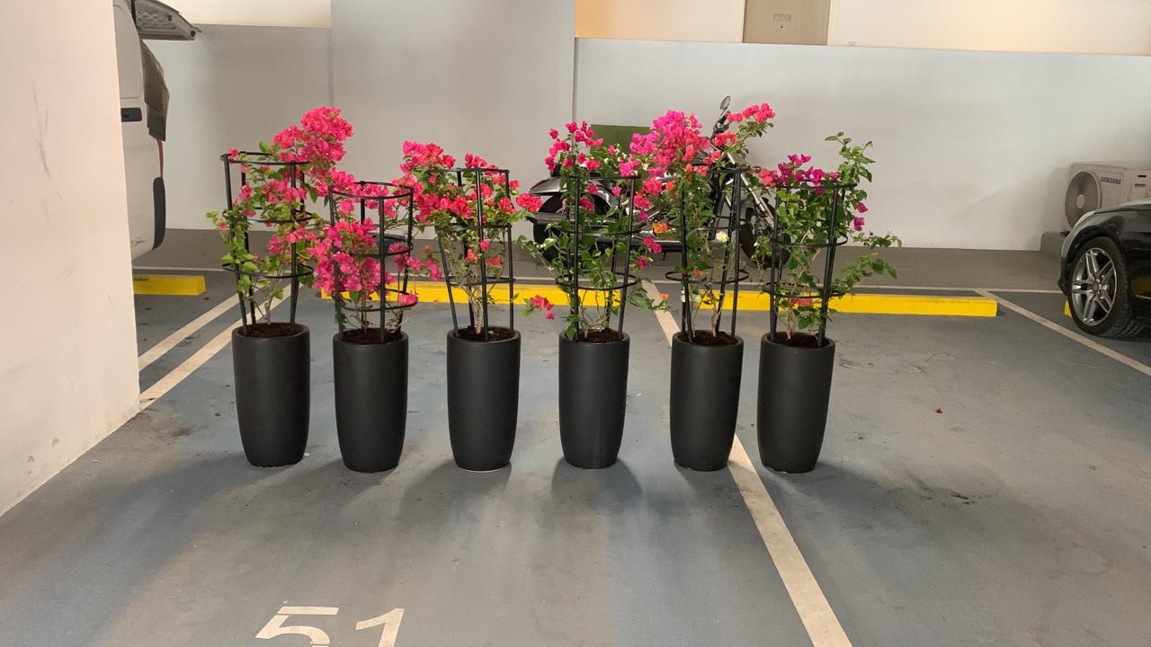 Bougainvillea Bundle 6pcs in Black Matte