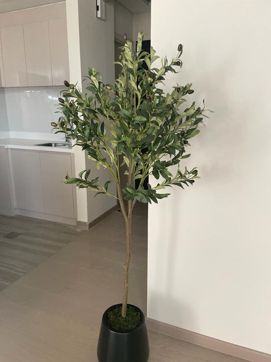 Artificial Olive 1.6m in ceramic