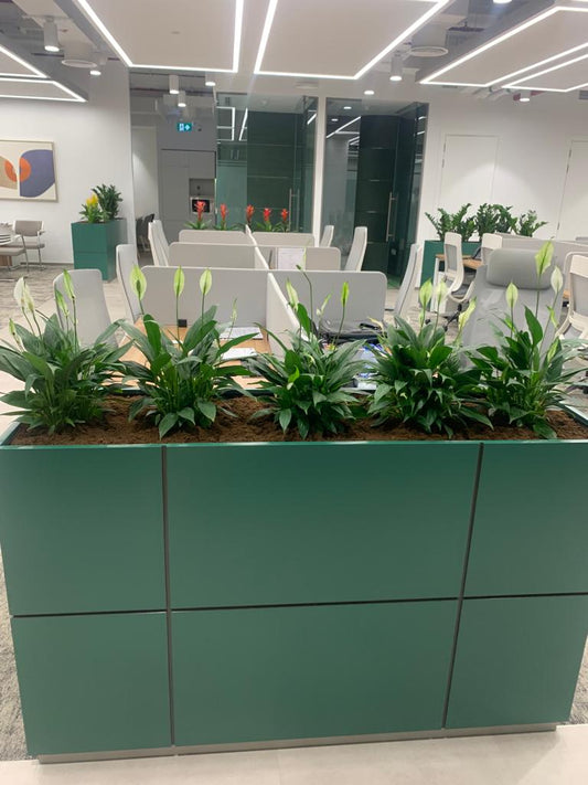 Office Plant Peace lily Arrangement