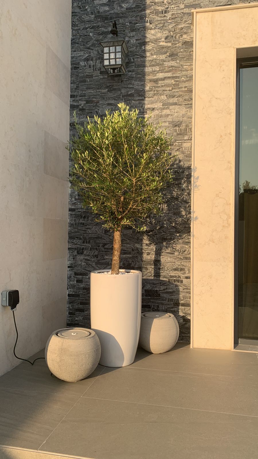 Office Plant Olive Tree (15r Old) in White Ceramic