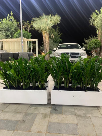Office Plants for Cabinet In Fiber Each 70*30