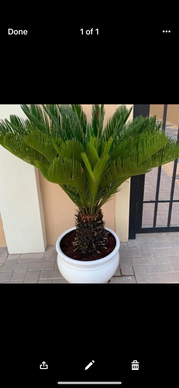 Office Plant Sago Palm In Ceramic