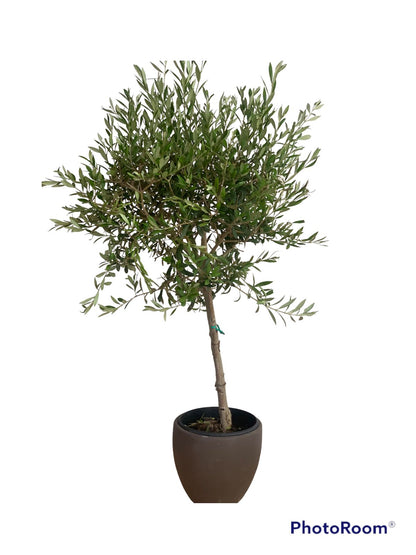 Olive Tree Small