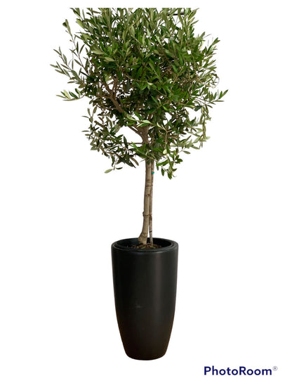 Olive Tree Small