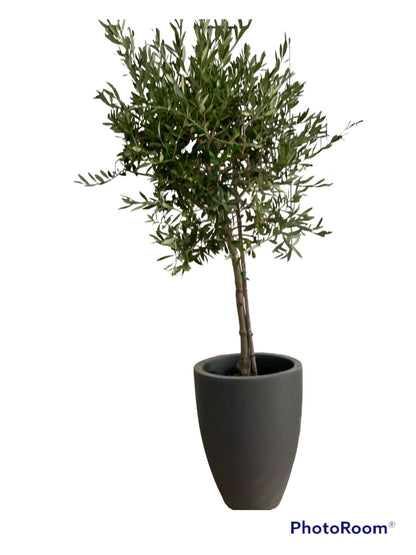 Olive Tree Small