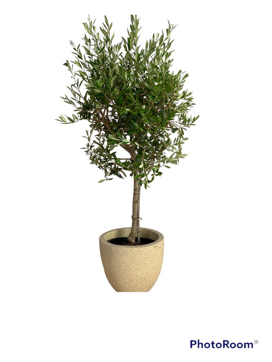 Olive Tree Small