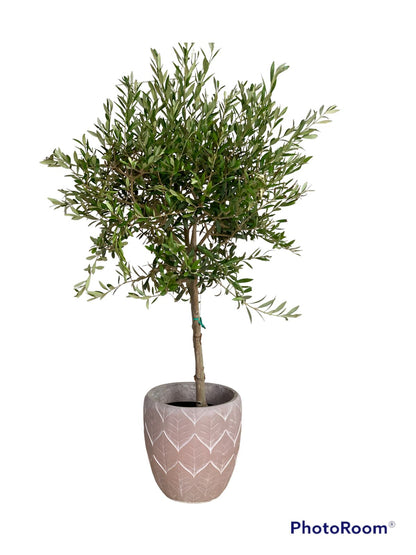 Olive Tree Small