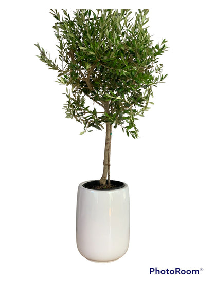 Olive Tree Small