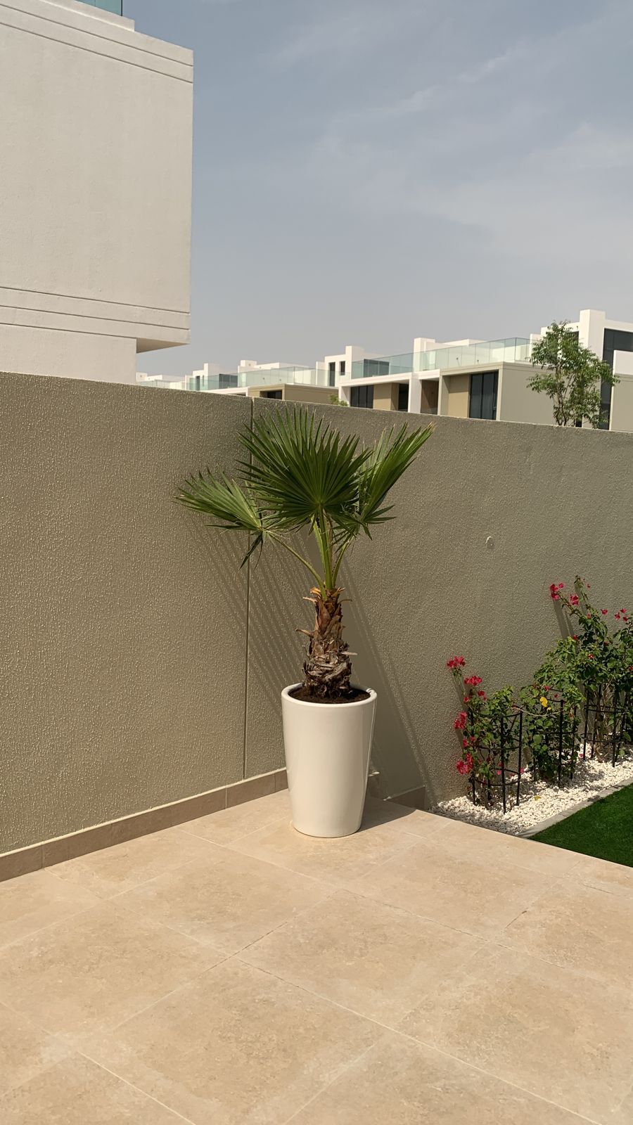 WOW Washintonia Palm in Ceramic