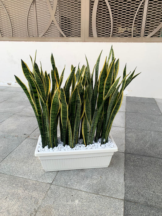 Plants in a PLANTER Combo