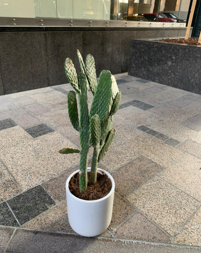 AA Cactus in White Ceramic