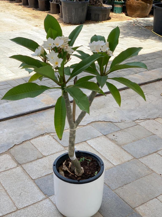 Flowering Plumeria in White Ceramic