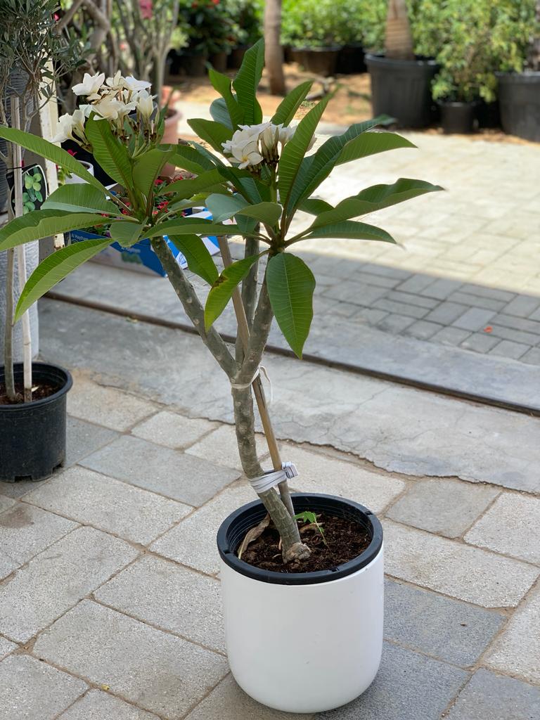 WOW Flowering Plumeria in White Ceramic