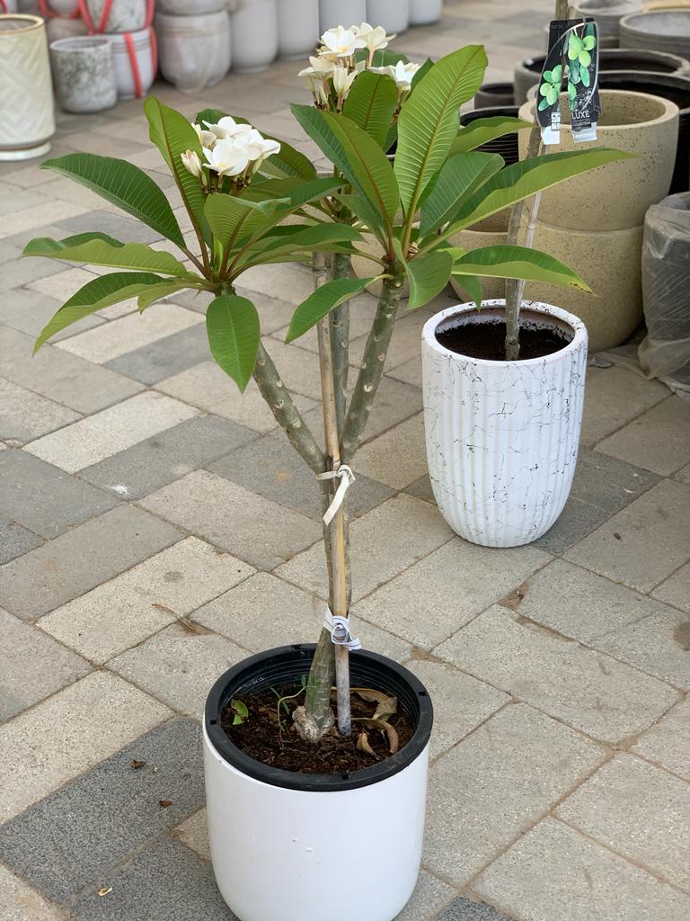 WOW Flowering Plumeria in White Ceramic