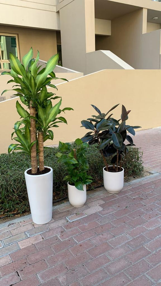 Indoor Plants Bundle