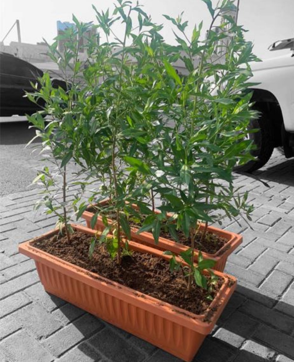 Outdoor Bundle 2 Pots (6Trees) Privacy Plant