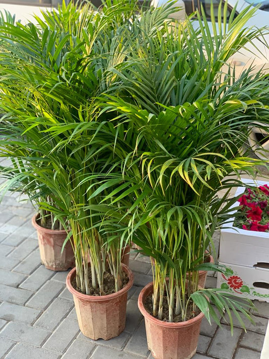 Areca Palm in Nursery Pot