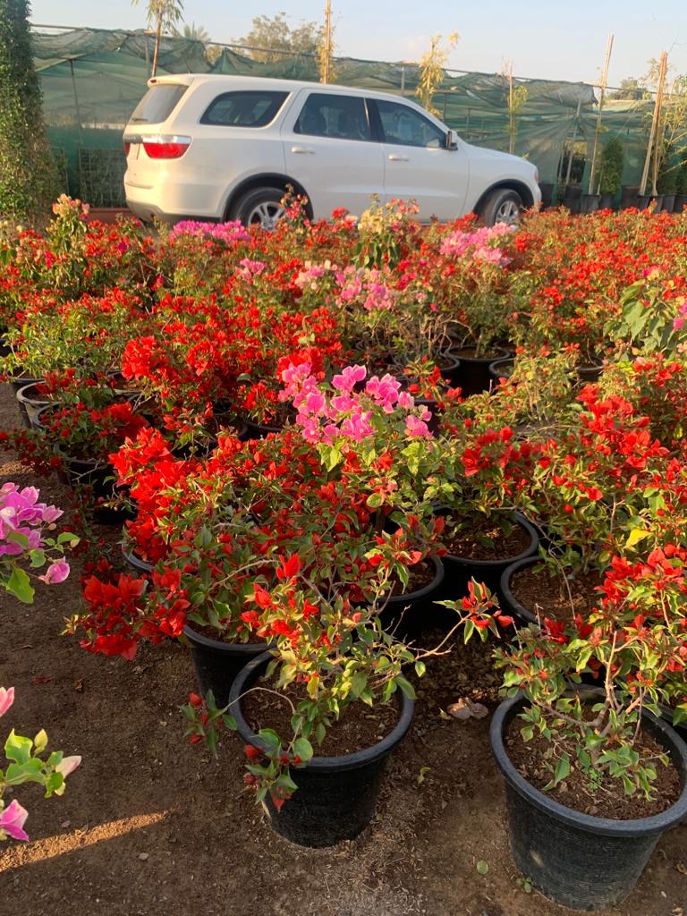 Bougainvillea in Nursery Pot