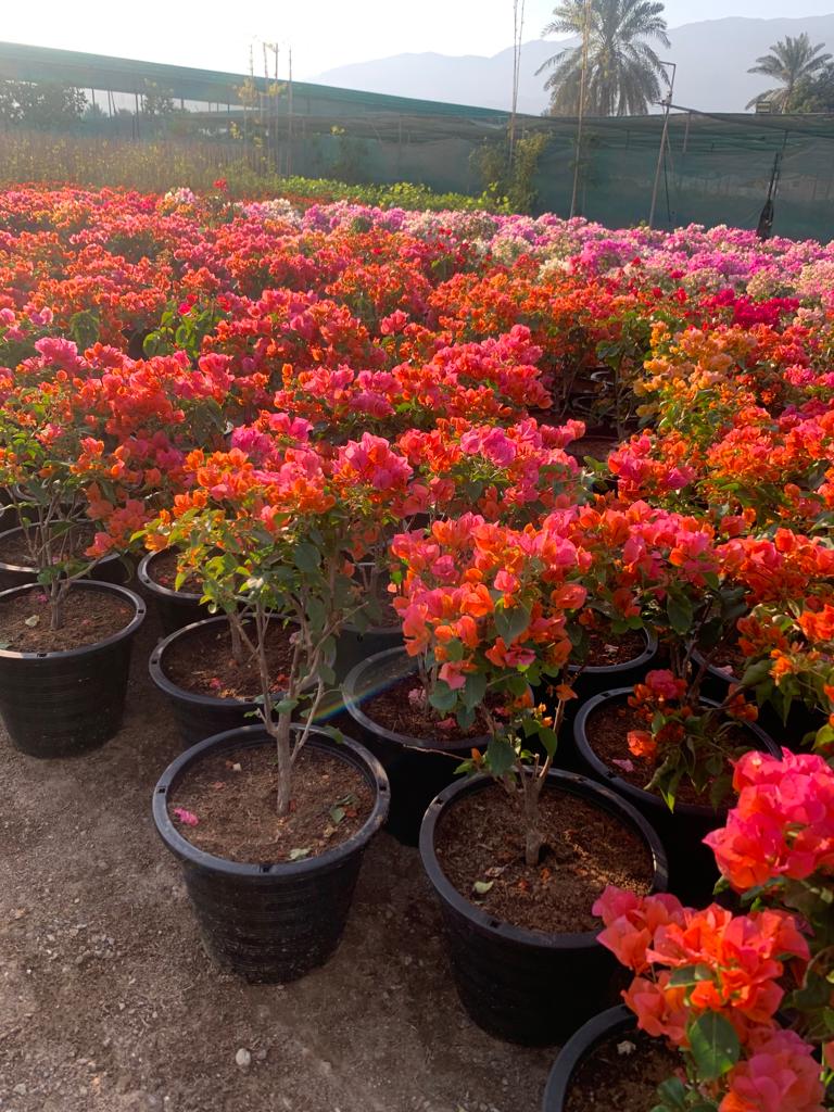 Bougainvillea in Nursery Pot