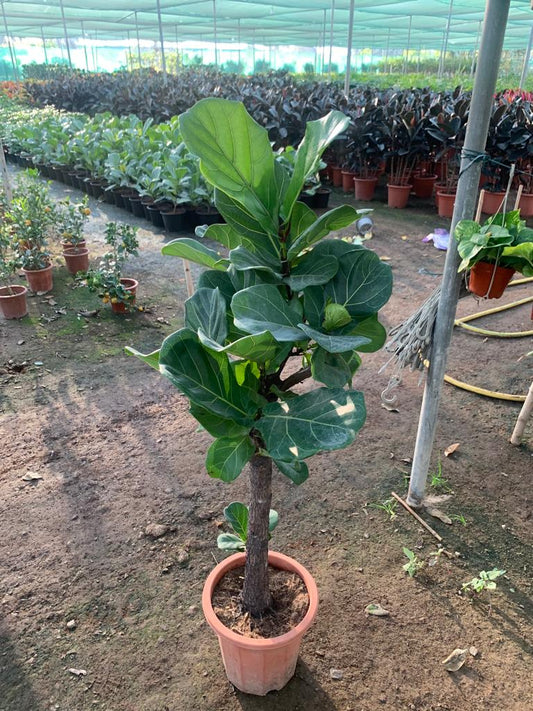 Fig tree in Nursery Pot