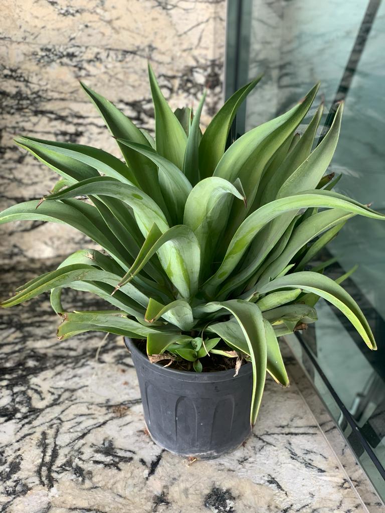 Agave in Nursery Pot