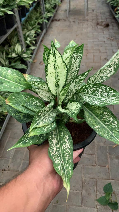 Aglo in Nursery Pot