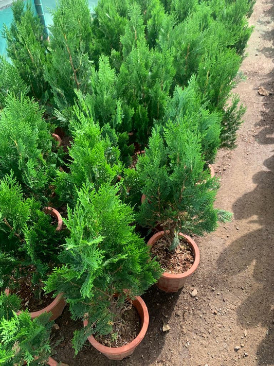 Cycas in Nursery Pot