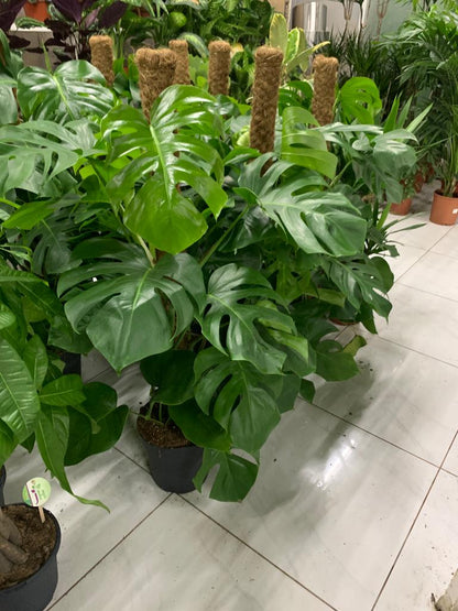 Big Monstera in plastic NEW