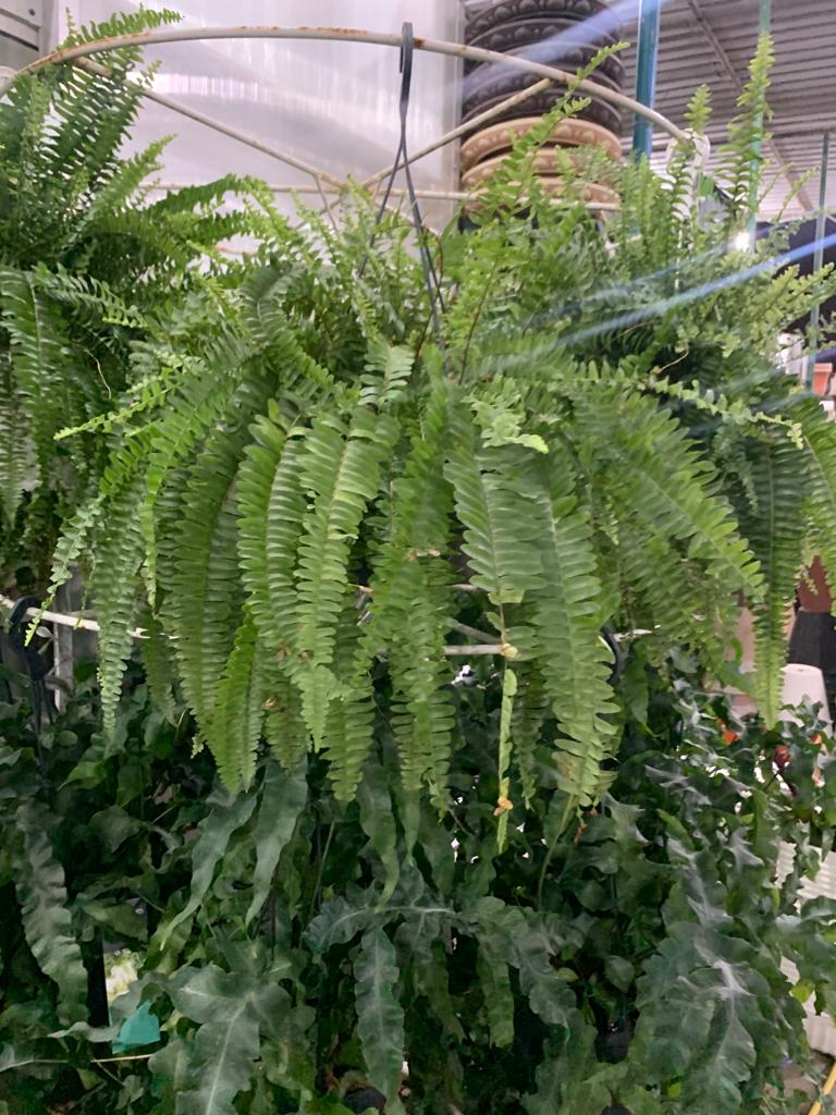 Big Boston Fern in Nursery Pot