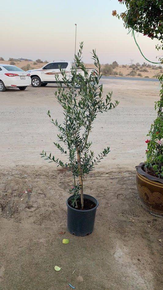 Olive in Nursery Pot