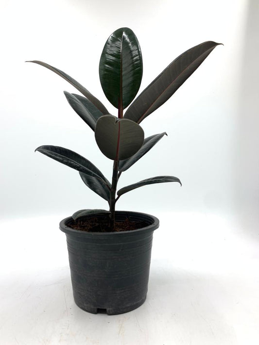 Rubber plant in Nursery Pot